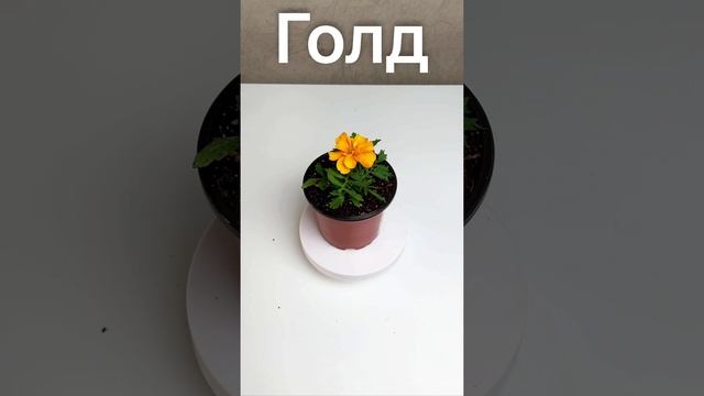 Бархатцы отклоненные — Голд