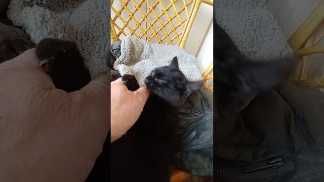 Зубки и коготки молодые, острые смотреть онлайн