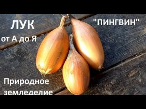 Лук ПИНГВИН от А до Я в природном земледелии.