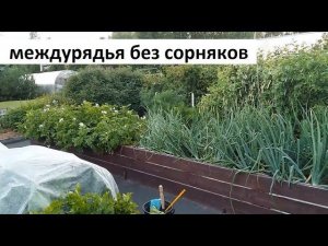 Междурядья без сорняков.