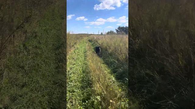 С Троем уже в жару гуляли… смотреть онлайн