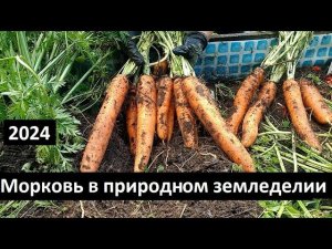 Морковь от А до Я в природном земледелии 2024 г.