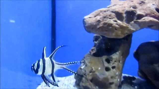 payaso prueba смотреть онлайн