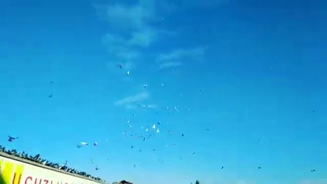 Göylər çox maraqlı göyərçinlər смотреть онлайн
