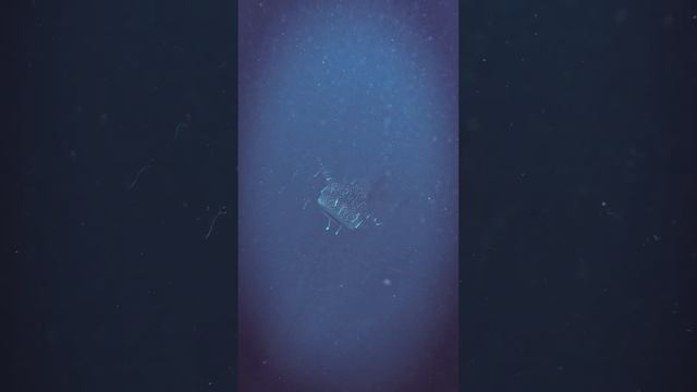 ￼Whale shark 🐋 Koh Tao Thailand смотреть онлайн