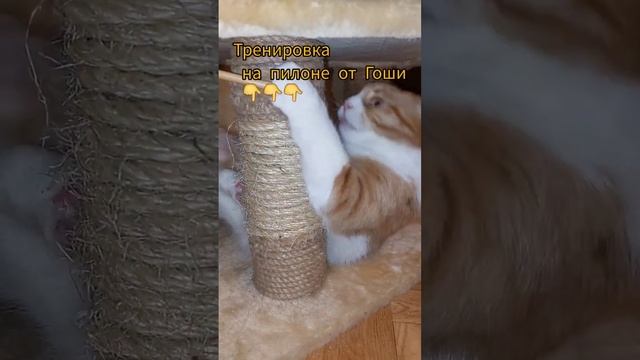 Игры кота Гоши #кот#котики#котгоша э#котикивидео#котэ#тыгыдык#котдома смотреть онлайн