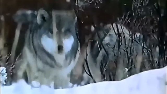 Paws of Wolves смотреть онлайн