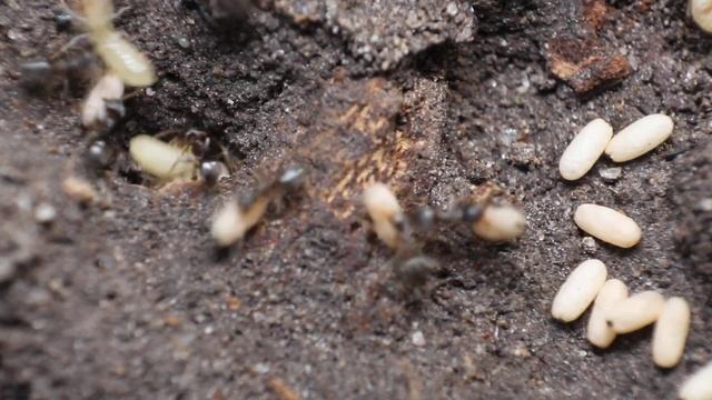 Lasius americanus nesting next to termites смотреть онлайн