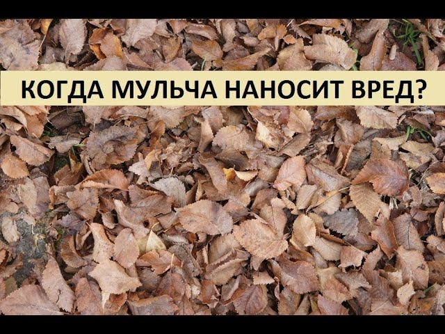 Когда мульча наносит вред? смотреть онлайн