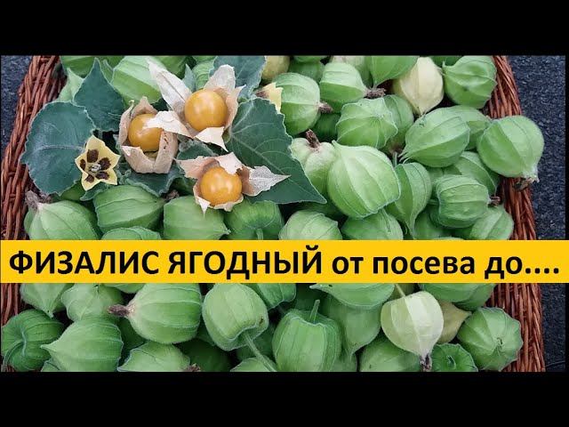 Физалис от А до Я в природном земледелии. смотреть онлайн