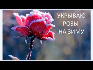 Укрываю розы на зиму.