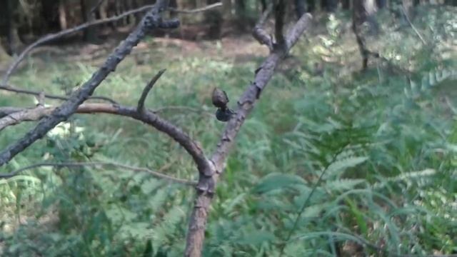 Pakřižák smrkový (Hyptiotes paradoxus) смотреть онлайн