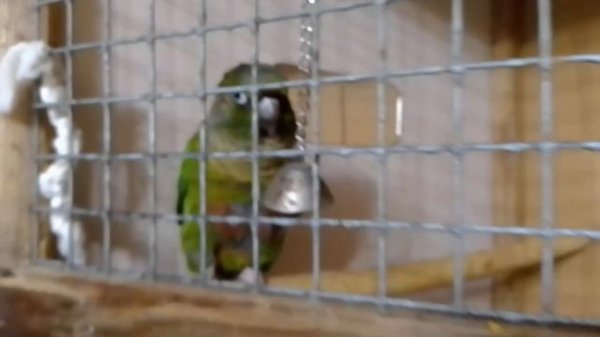 Пиррура общается .