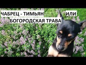 Чабрец, тимьян или богородская трава.