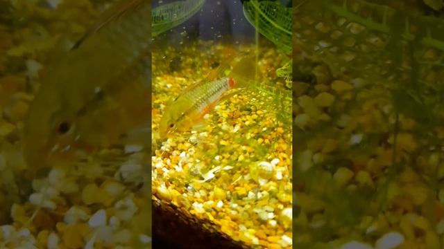 Apistogramma Hongsloi #shorts смотреть онлайн