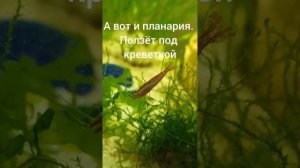Планарии (черви) в аквариуме. Мой неудачный опыт по борьбе с ними в креветочнике