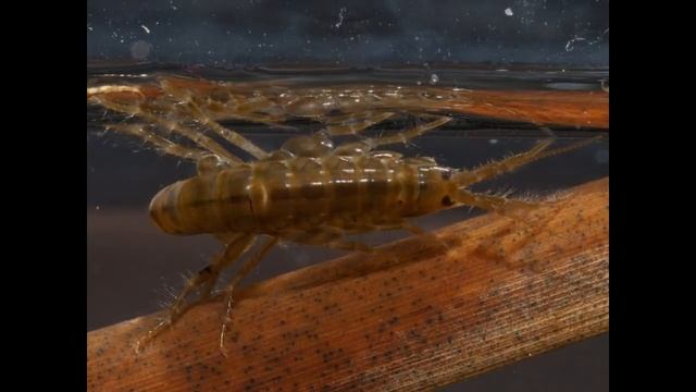 MINI CAMARONES "Gammarus" ..Alimento Vivo para Peces en Venezuela, смотреть онлайн