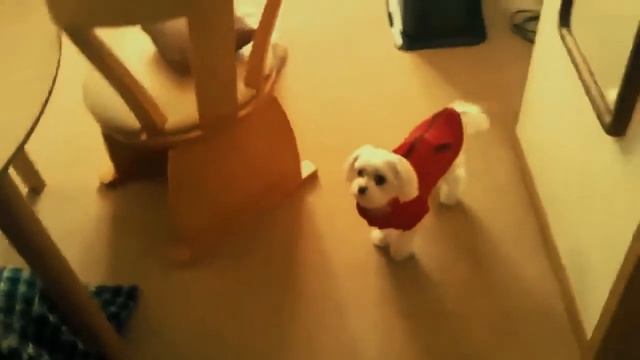 Топ 10 удивительных и смешных собак смотреть онлайн