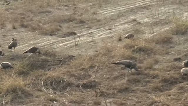 Indian Peacocks in their lunchtime смотреть онлайн