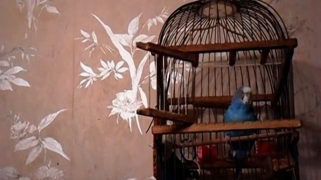 Птички.mpg смотреть онлайн