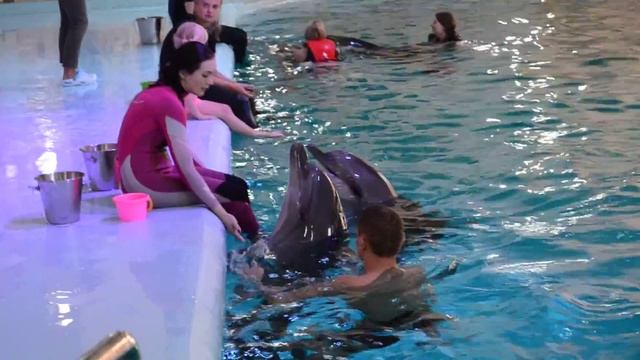 Плавання з дельфінами Swimming with dolphins смотреть онлайн