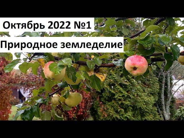 Октябрь 2022 №1. Осень в природном земледелии. смотреть онлайн