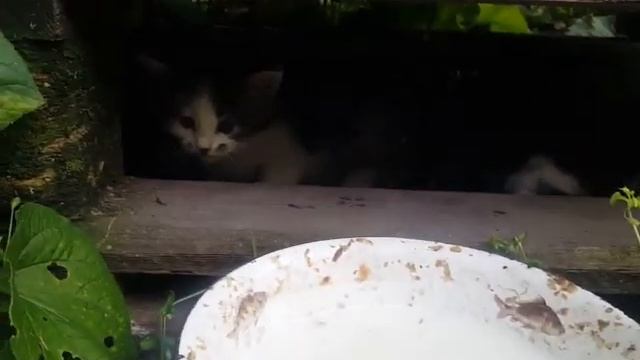 Впервые едят не мамино молоко смотреть онлайн