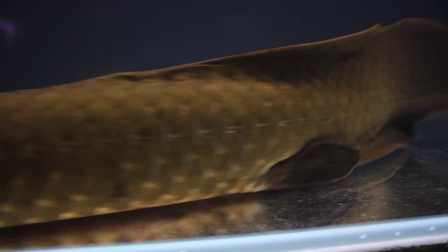 Welko Hong Aquarium (Hong Kong) Neoceratodus forsteri смотреть онлайн