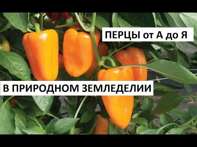 Перцы от А до Я в природном земледелии. смотреть онлайн