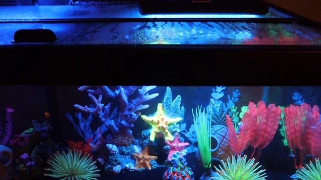 New Fish!!! - Glow Tank Update смотреть онлайн