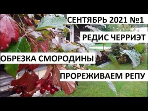 Сентябрь 2021 серия №1. Обрезка смородины. Редис «ЧЕРРИЭТ».