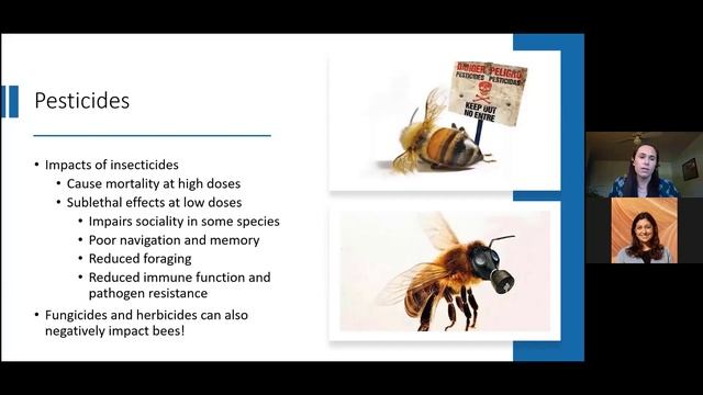 The buzz about native bees with Dr. Michelle Fearon смотреть онлайн