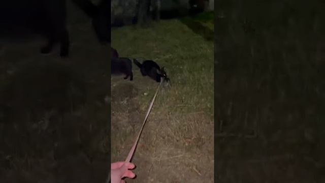 Уличные коты украли домашнего котёнка смотреть онлайн