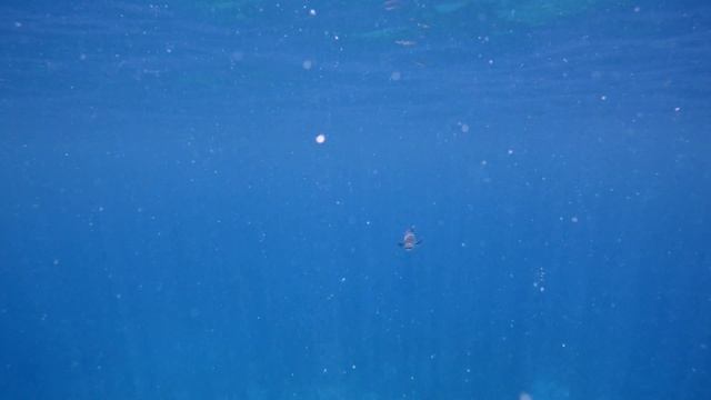 Great Barracuda смотреть онлайн