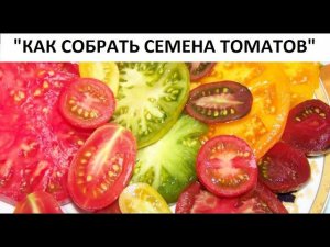 Как собрать семена томатов.