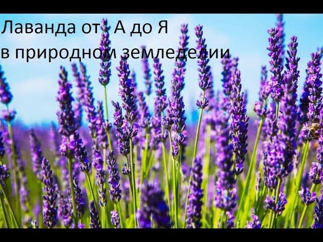 Лаванда от А до Я. смотреть онлайн