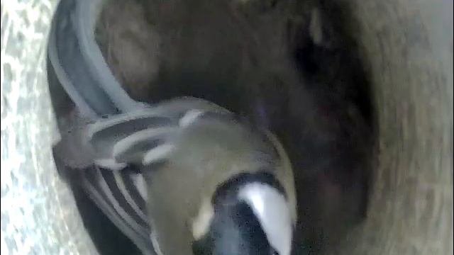 2021-04-30 07:27 Синица с утра уже в заботах. смотреть онлайн