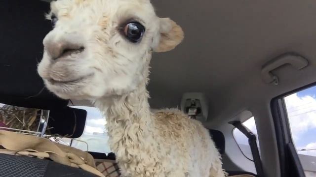 Baby Alpaca Complains About Car Ride смотреть онлайн