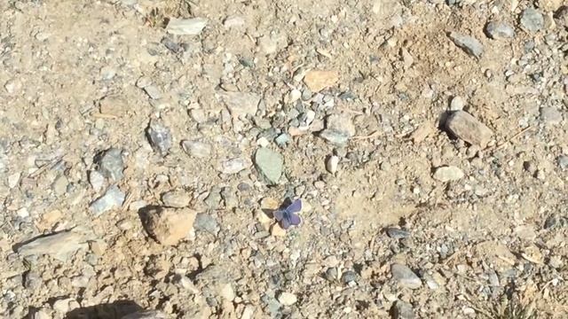 オシリスシジミ / Cupido osiris (Osiris Blue)　リッフェルベルク Riffelberg　2017/07/07 Butterfly of Swiss смотреть онлайн