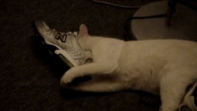 Cat , sneakers смотреть онлайн