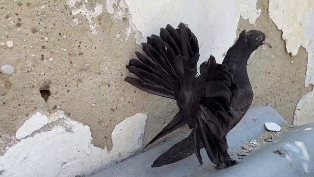 Голуби павлины. Индийские павлины 2020 Indian Fantail Pigeon