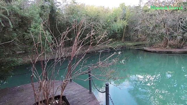 Дендро-парк «Южные культуры» в Адлере смотреть онлайн