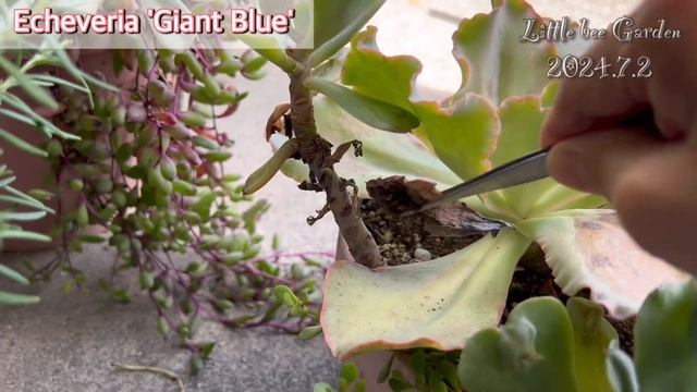 【多肉植物】七福神やっぱり今年もダメかも💦【ガーデニング】 смотреть онлайн