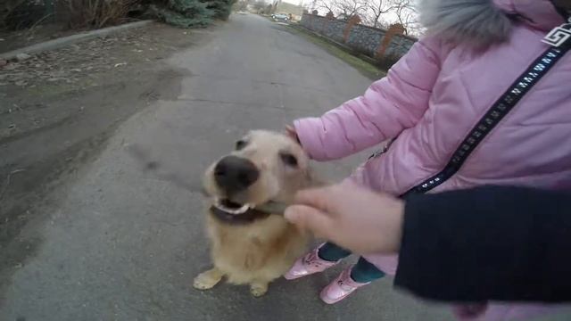 ЗЛОЙ ПЕС И РЕБЕНОК ИГРАЮТ В ПАЛКИ смотреть онлайн