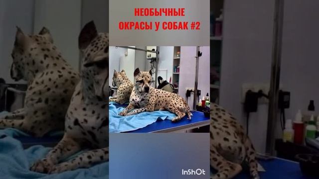 РЕДКИЕ ОКРАСЫ У СОБАК #2 #собаки #животные #любовь смотреть онлайн