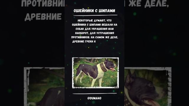 Интересные факты о собаках / #shorts #факты #животные #собака смотреть онлайн