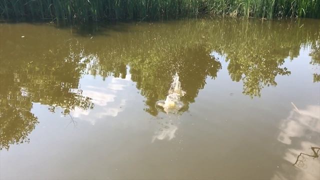 OnePlus 5 vs iPhone 7 Plus (Camera Test, Screen Comparison, Etc.) смотреть онлайн