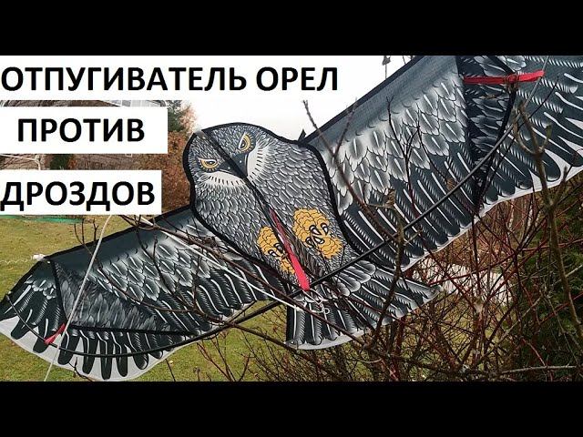 Орел - отпугиватель дроздов. смотреть онлайн