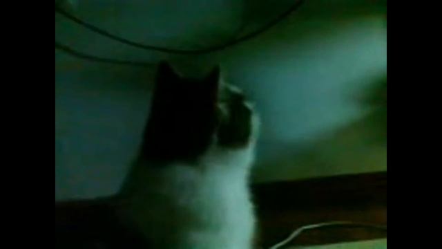 моя кошка на рыбок смотреть смотреть онлайн