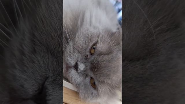 ася#домашниеживотные#юмор#приколы#cat#британец#пушистики#мойпитомец смотреть онлайн